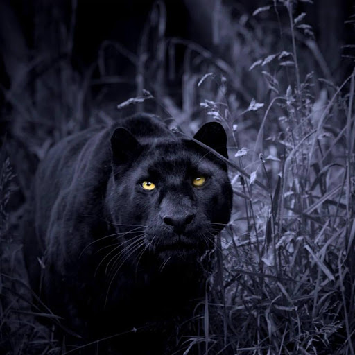 hình ảnh  Động vật hoang dã Mèo Động vật trên cạn Động vật có vú Động  vật có xương sống con báo Felidae Jaguar mèo lớn Mõm African leopard  Râu Động